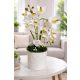 Elegáns gondozásmentes fehér orchidea 