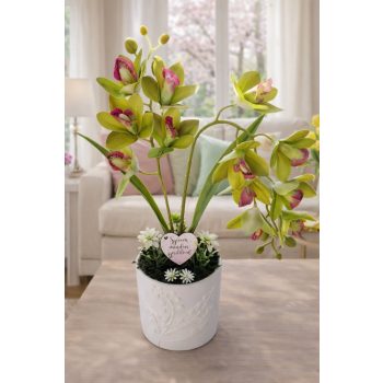 Gondozásmentes zöld örök orchide