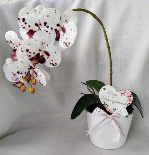 Örök orchidea kerámia kaspóban 